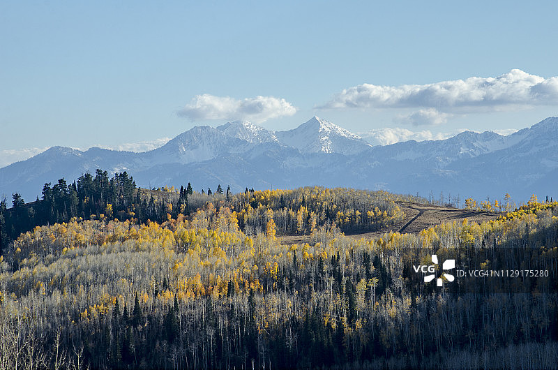 犹他州帕克城科罗拉多洛矶山脉的守卫者通道和山杨图片素材
