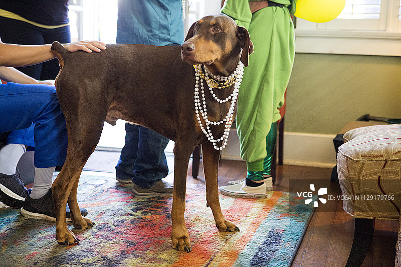 戴着珠子的杜宾犬被穿着戏服的人们包围图片素材