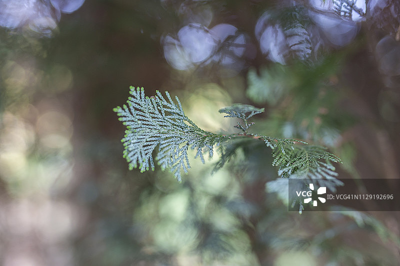 图加树光照图图片素材