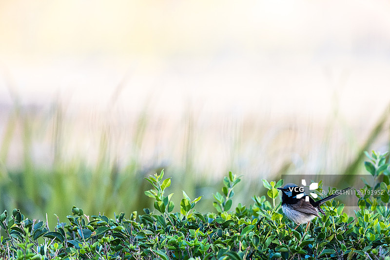 澳大利亚昆士兰州罗马灌木丛上的精美鹪鹩图片素材
