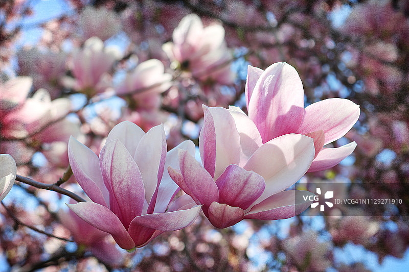 盛开的玉兰花图片素材