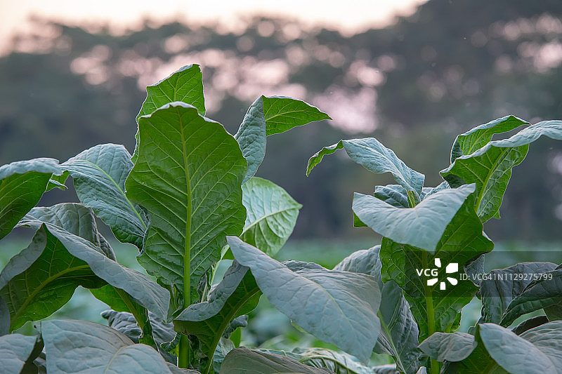 烟草种植园里生长的大烟叶图片素材