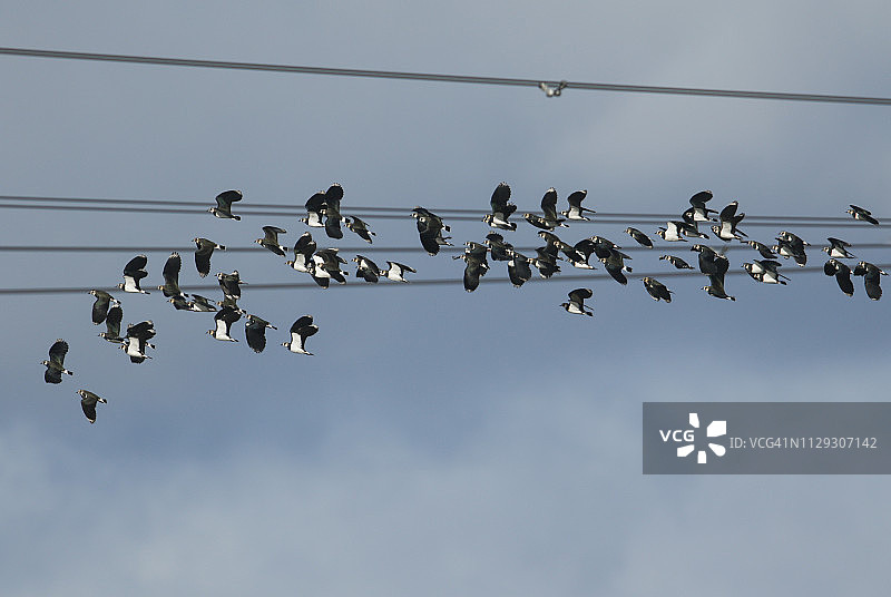 一群美丽的凤头麦鸡飞过高压线图片素材