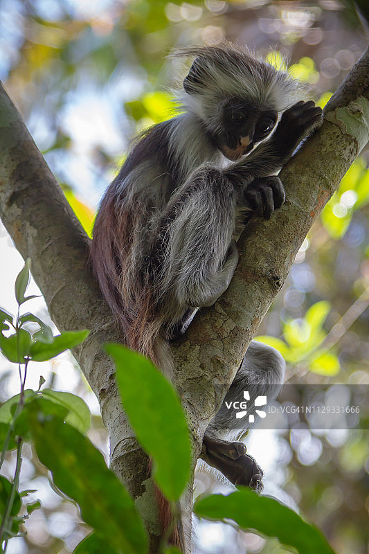乔扎尼森林猴子图片素材