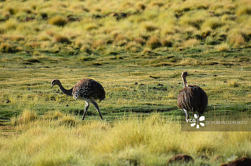 玻利维亚鸵鸟图片素材