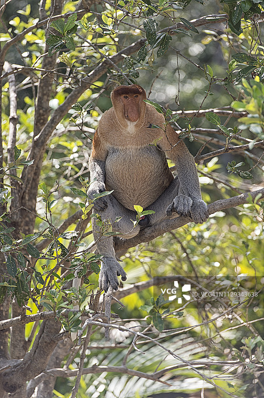 珍稀濒危的长鼻猴图片素材