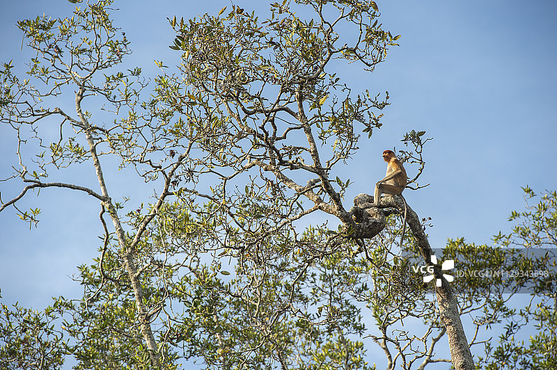 珍稀濒危的长鼻猴图片素材