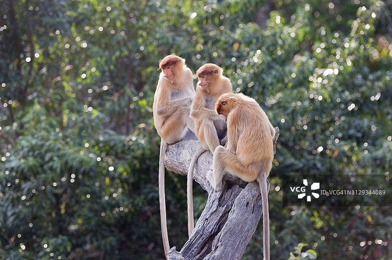 珍稀濒危的长鼻猴图片素材