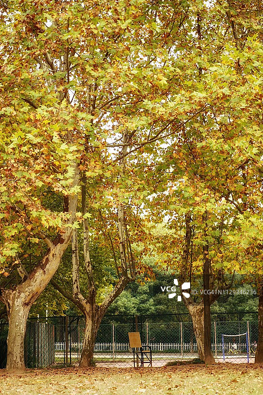 中国杭州的秋季黄色枫叶图片素材