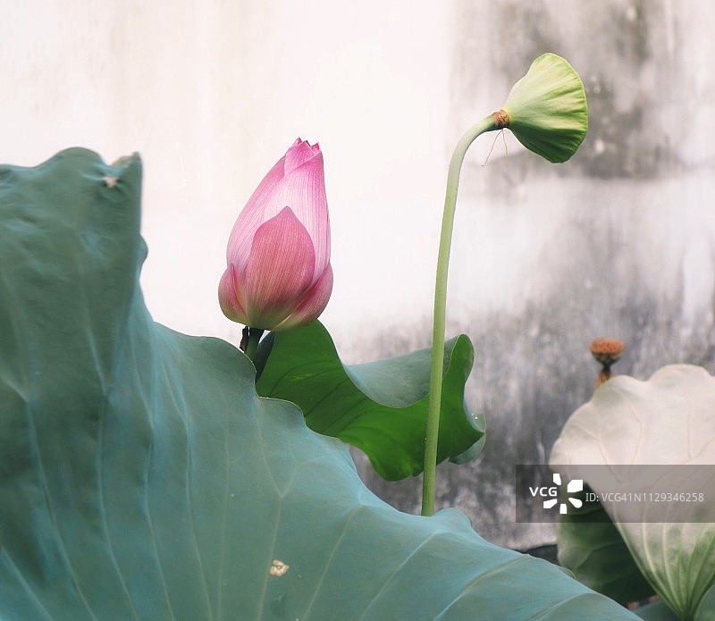 荷叶与荷花夏季风光图片素材