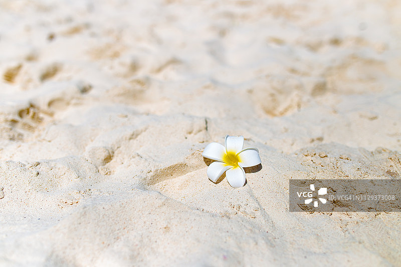 苏林群岛国家公园海滩上的花朵图片素材