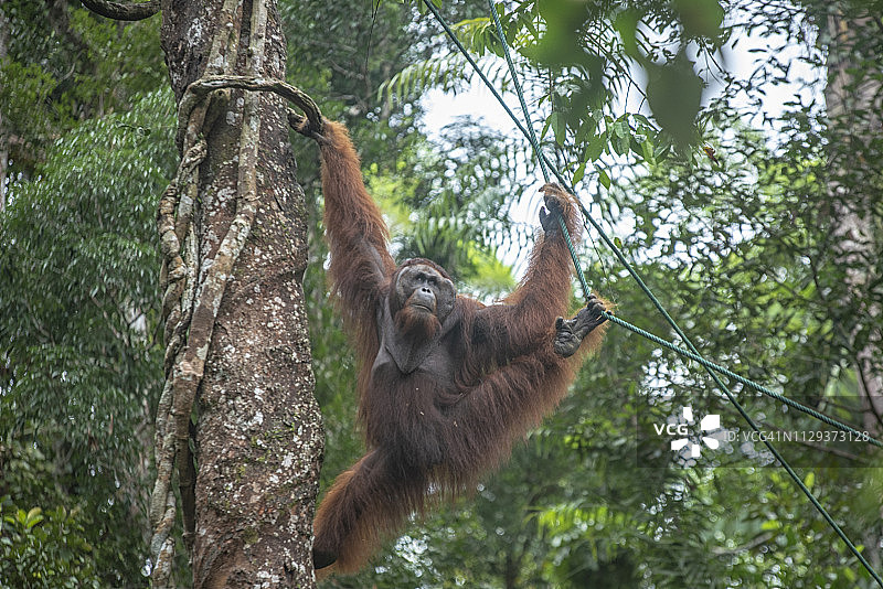 濒危野生雄性红毛猩猩肖像图片素材
