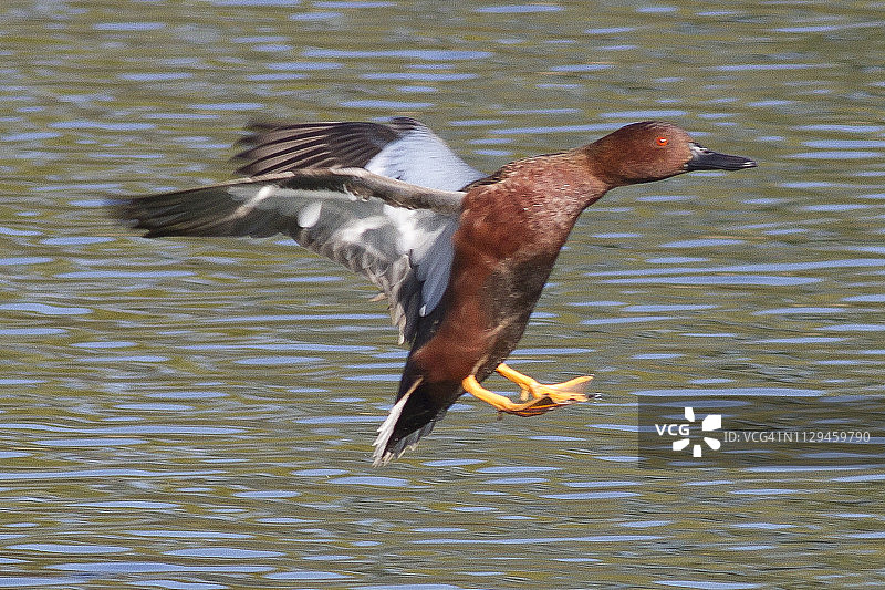 降落的雄性红鸭图片素材