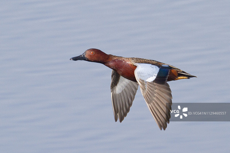 飞翔的雄性肉桂色鸭图片素材