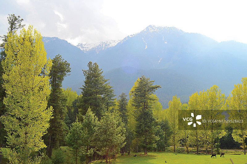 印度查谟和克什米尔邦帕哈尔加姆图片素材