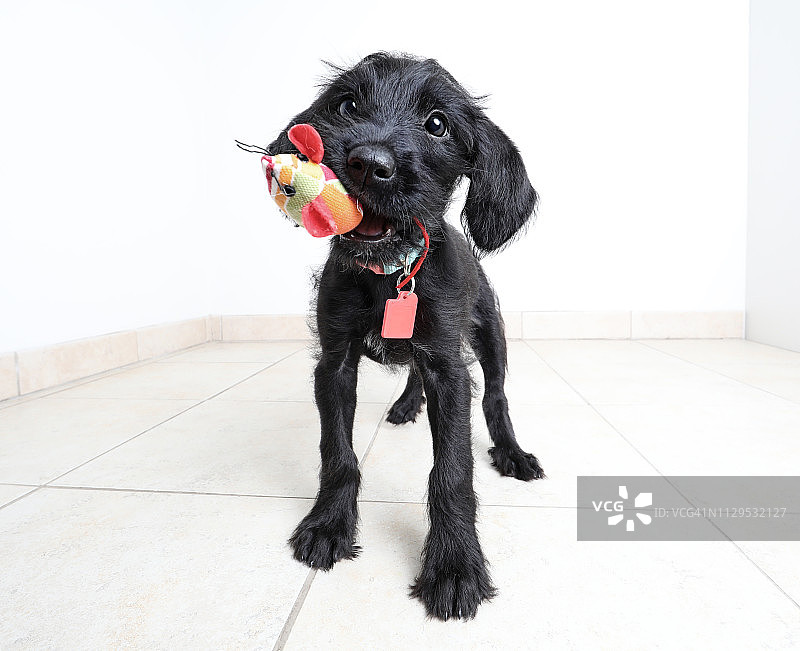 等待被领养的可爱小狗：迷你雪纳瑞混血犬图片素材
