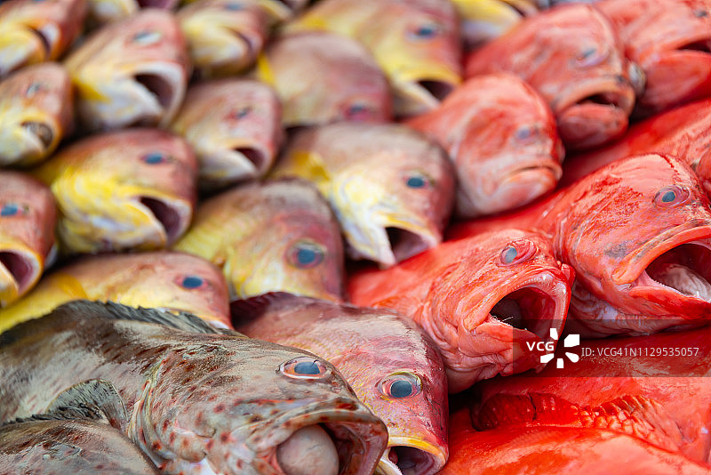 米瑞莎海滩当日鲜鱼图片素材