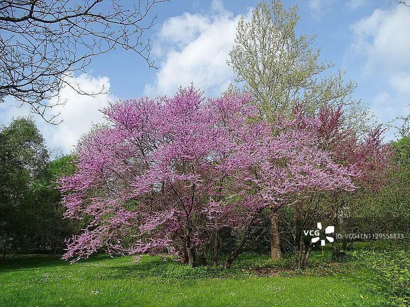 紫荆树图片素材