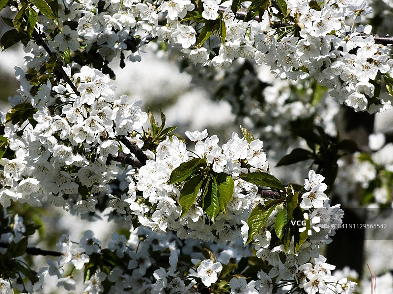 盛开的樱桃树枝图片素材