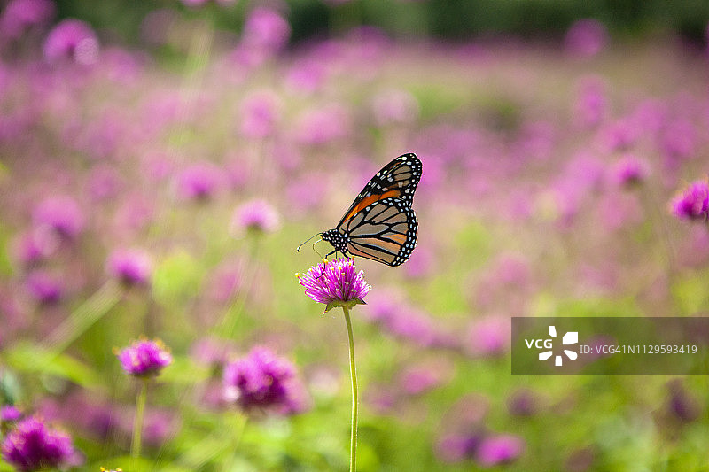 帝王蝶为亮粉色苋菜授粉图片素材