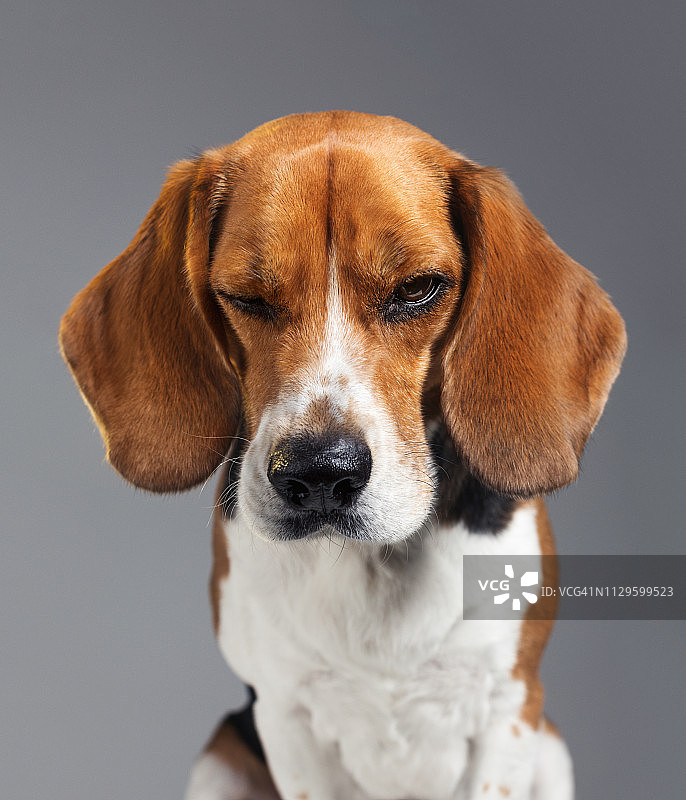 表情不悦的比格犬棚拍肖像图片素材