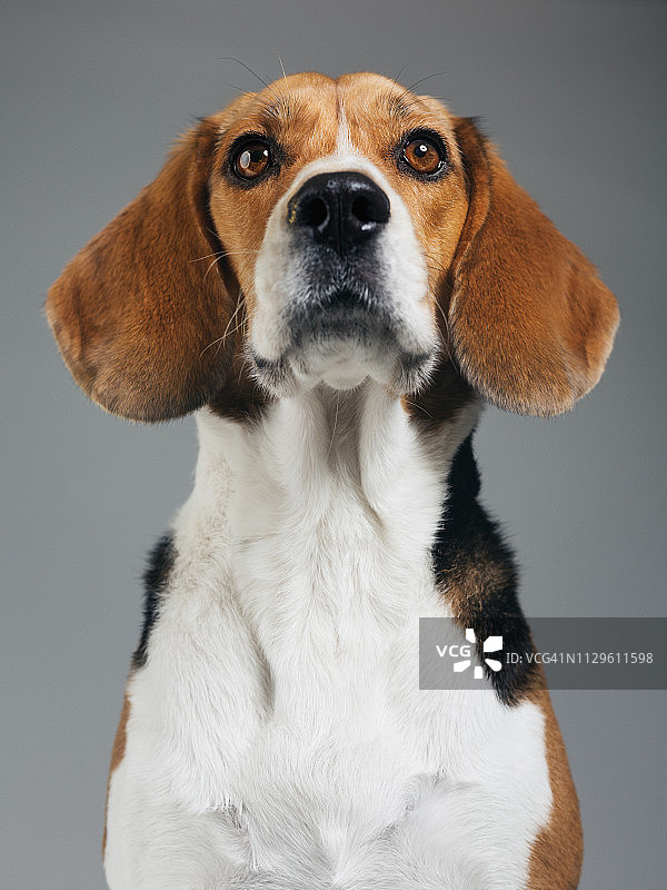 比格犬灰色背景影棚肖像图片素材