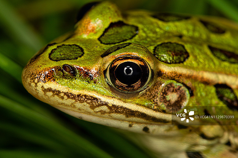 豹蛙微距特写图片素材