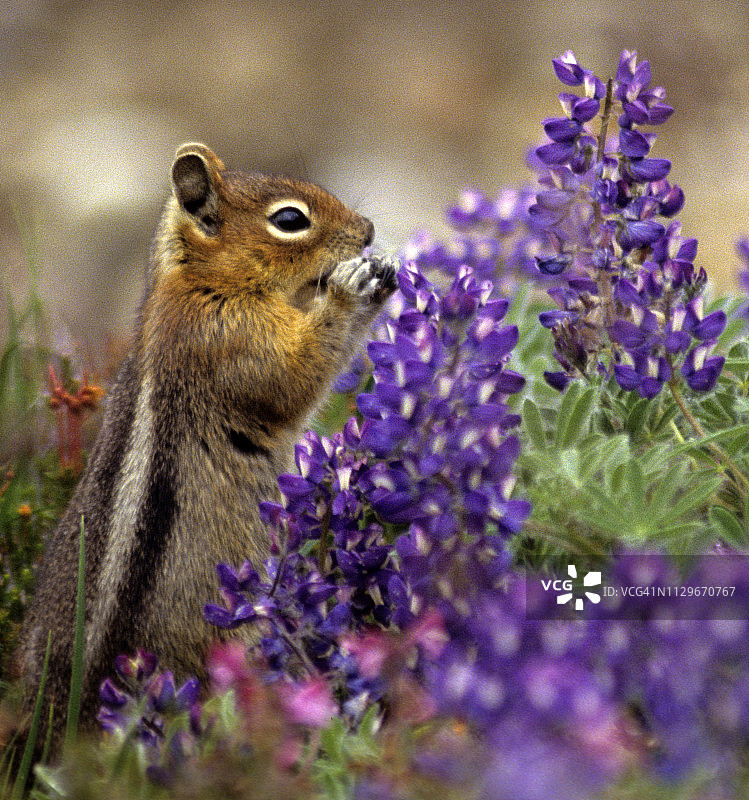 金背地松鼠进食羽扇豆图片素材