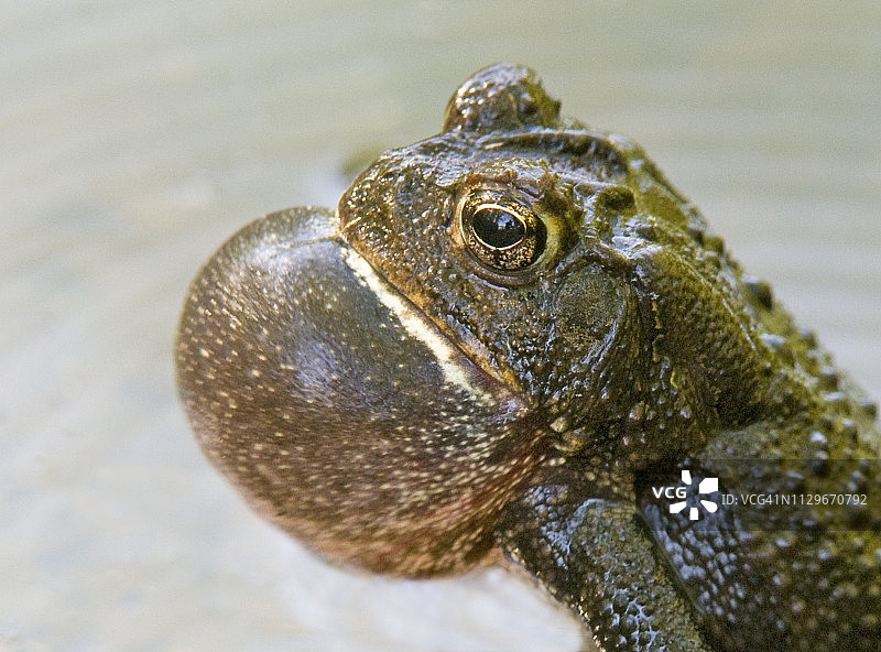 完全膨胀声囊的南方蟾蜍图片素材