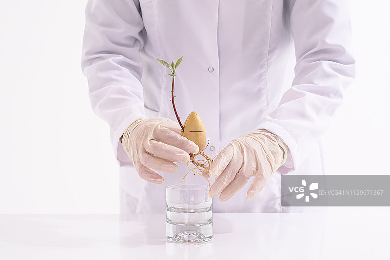 女实验室技术员检验鳄梨幼苗的质量图片素材