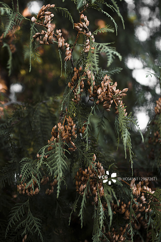 北美香柏棕色毬果图片素材