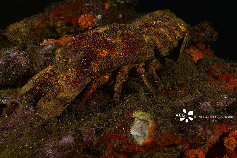 西班牙龙虾图片素材