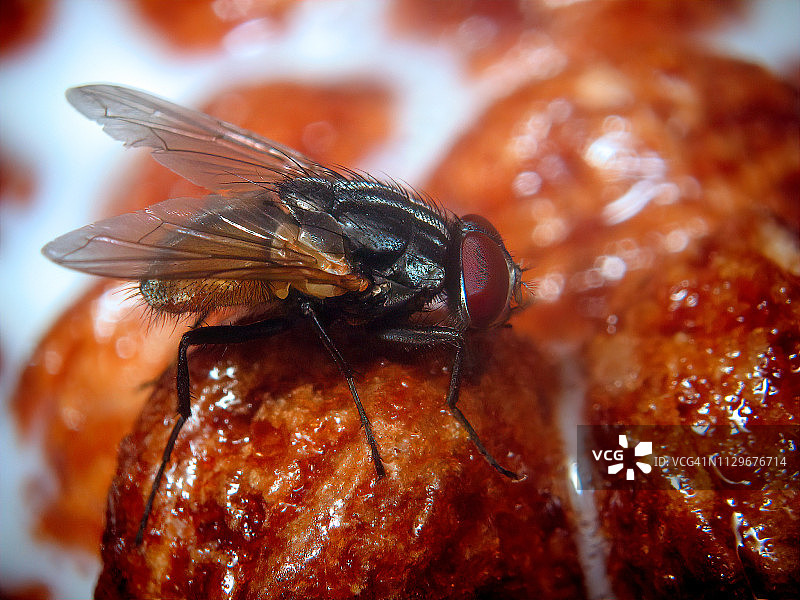 食物上的家蝇图片素材