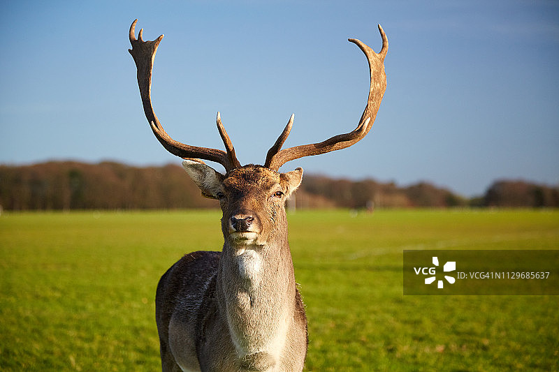 爱尔兰都柏林凤凰公园里的鹿图片素材