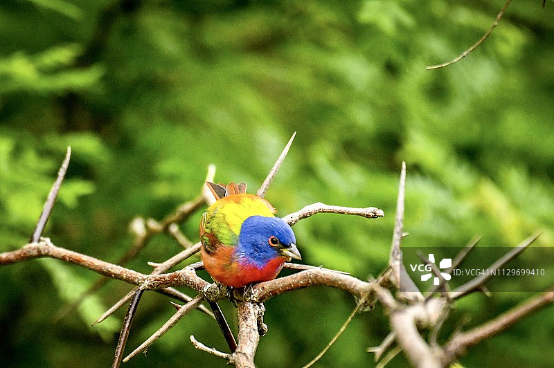 德克萨斯州迁徙期间森林中的彩鹀图片素材