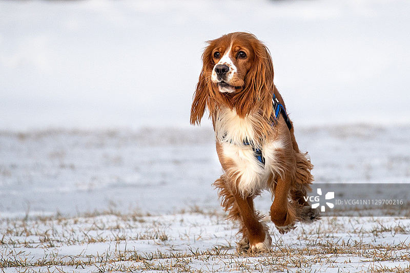 冬季柯卡犬在城市公园玩耍图片素材