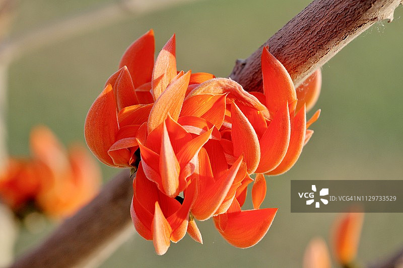 珊瑚植物花朵图片素材