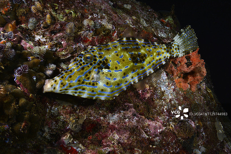 涂鸦Filefish图片素材