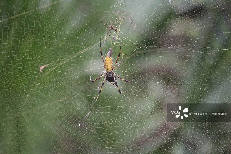 金色丝 orb 织网蜘蛛图片素材