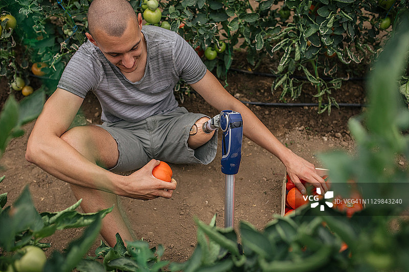 番茄农场上的残疾男子图片素材