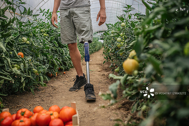 在农场上的残疾人图片素材