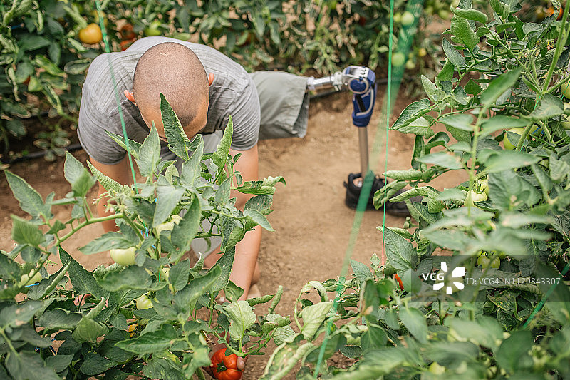 残疾人在番茄地工作图片素材