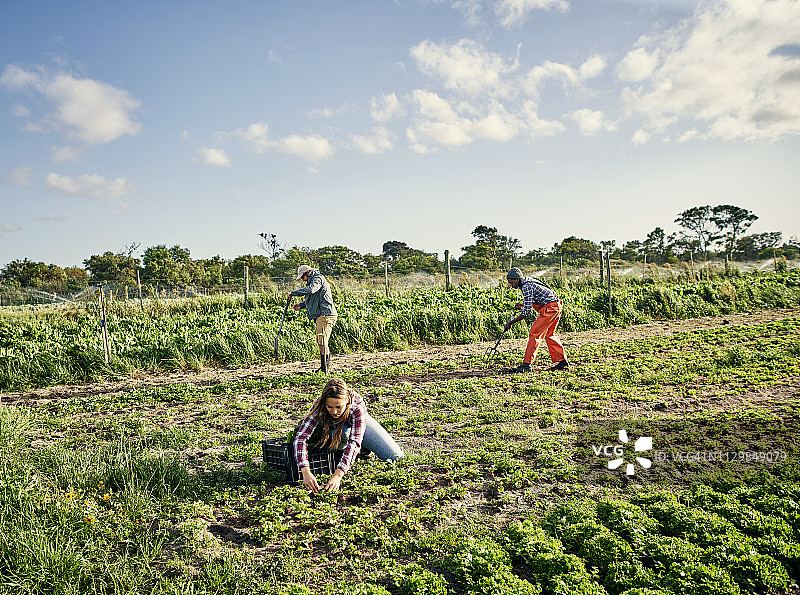 保持农产品有机图片素材