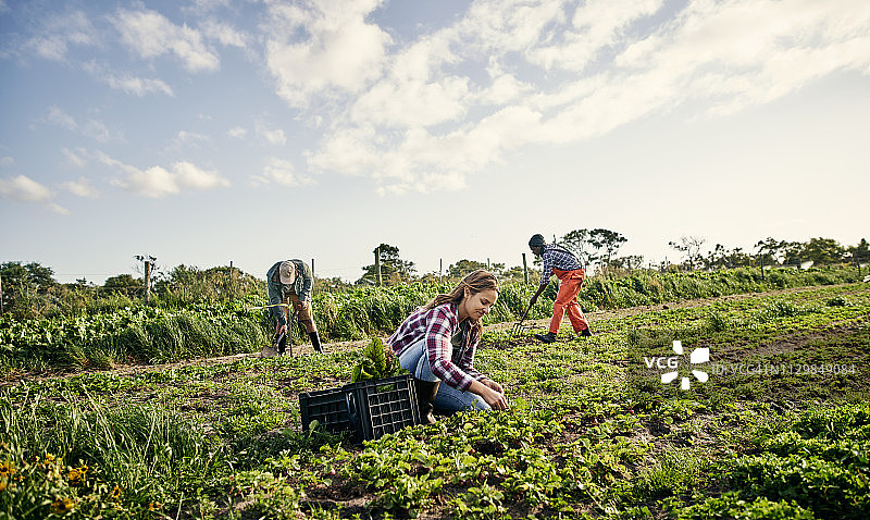 辛勤耕耘喜获丰收图片素材