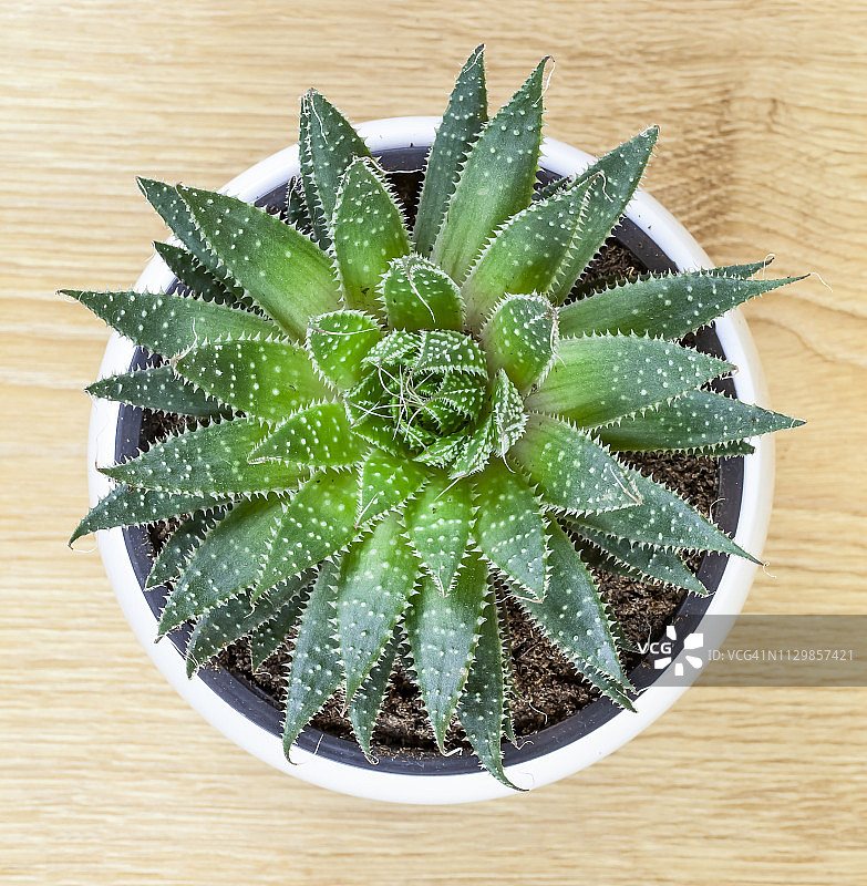 条纹十二卷（Haworthiopsis attenuata）特写图片素材