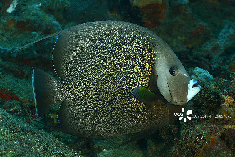 灰色神仙鱼图片素材