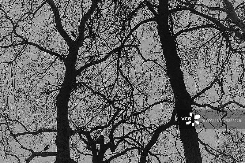光秃秃的树木黑白照片图片素材