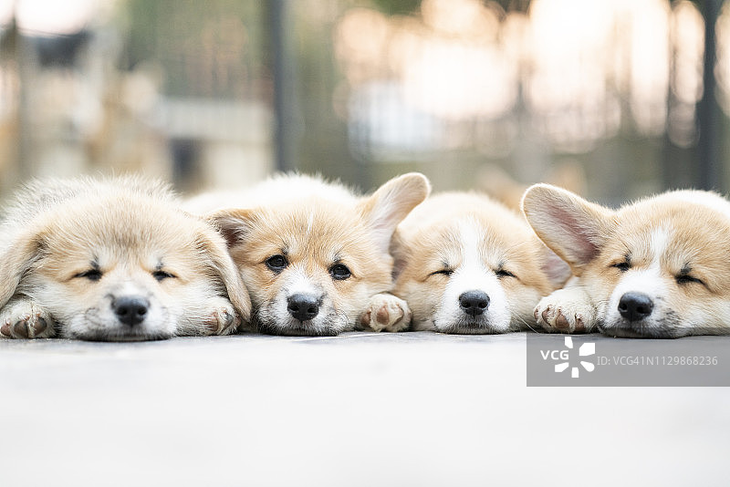 四只可爱的柯基犬幼犬在夏日阳光下躺卧、放松和睡觉的特写图片素材