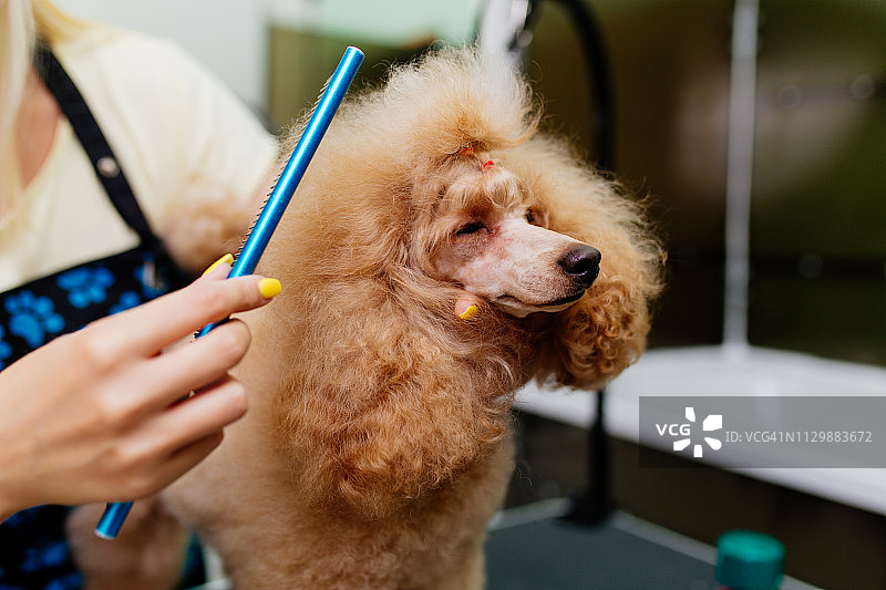 贵宾犬美容图片素材