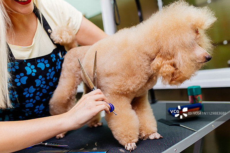 贵宾犬美容图片素材